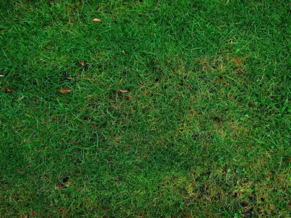 Effective Lawn and Bed Aeration Techniques