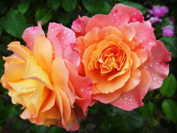 Six Roses to Bloom Your Garden