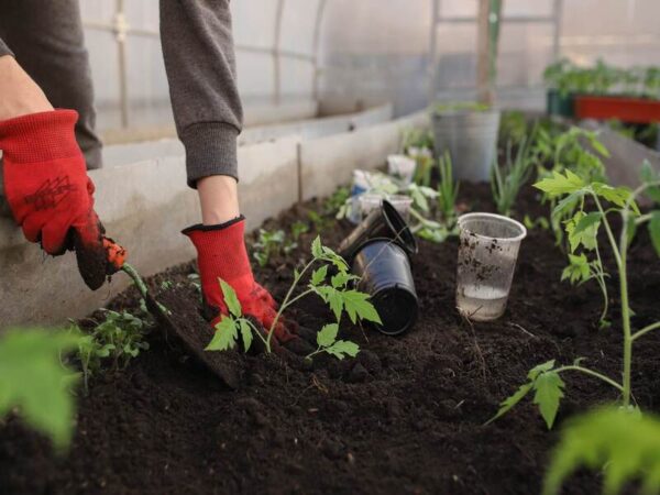 How to Create a Home Garden for Personal Consumption
