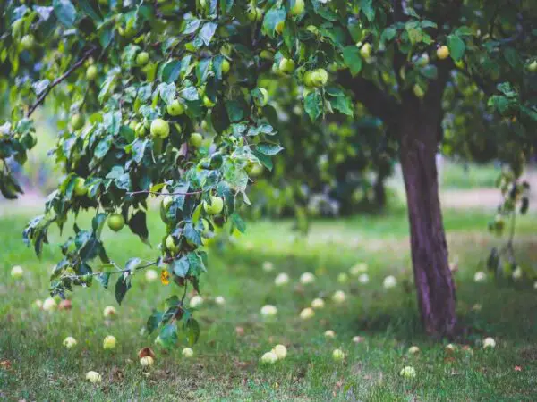 How to Plant and Care for Fruit Trees at Home