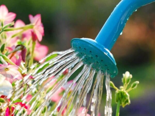 How to Properly Water Garden Plants