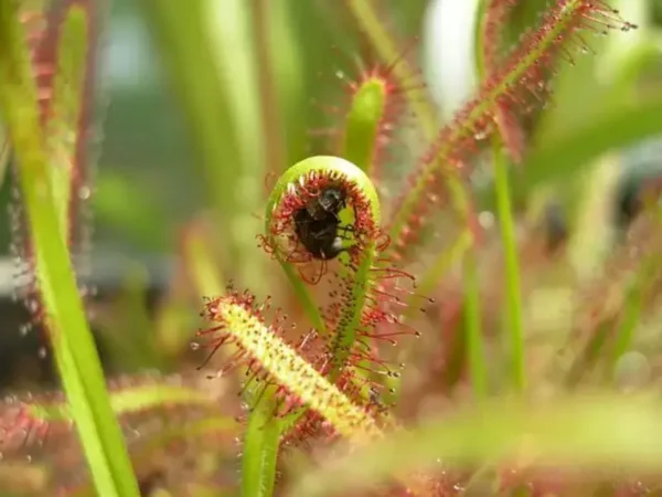 Carnivorous plants: how to care for them