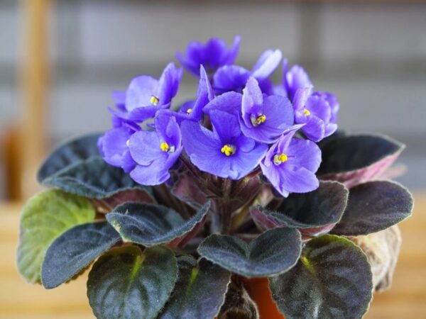 Everything you need to know about how to plant violets