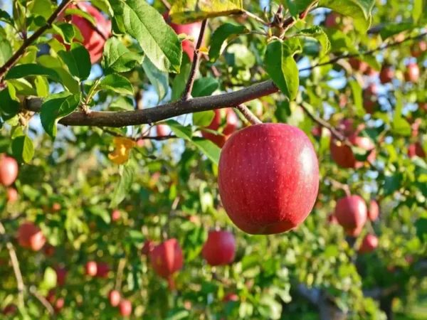 How to grow an apple tree from seed