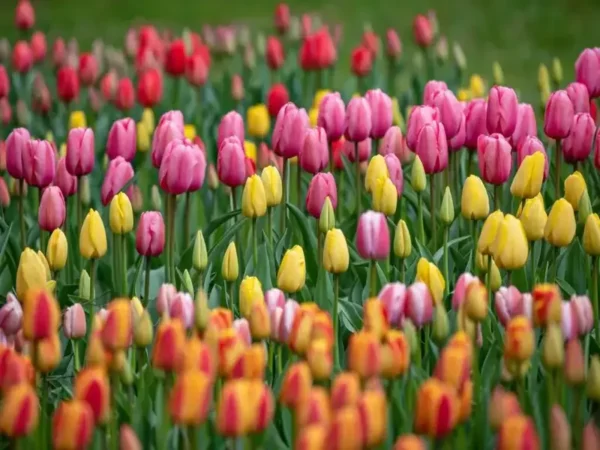 How to plant tulips and have a stunning garden