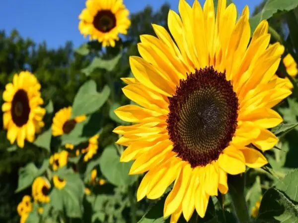 How to take care of sunflowers