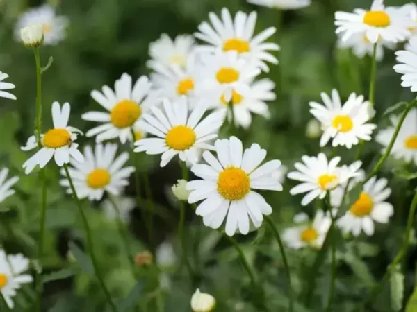 Learn how to plant daisies and have a colorful garden