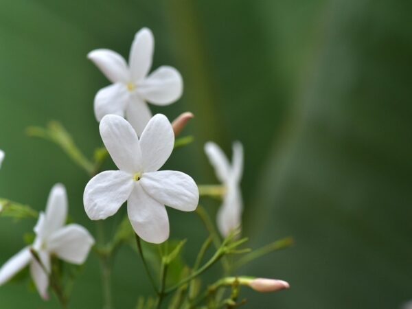 Step-by-Step Guide to Planting Jasmine Seeds