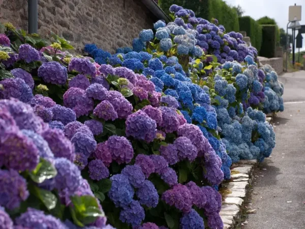 Step by step: how to plant hydrangeas in your garden