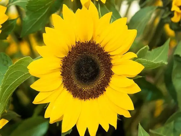 Sunflower Beautiful Plant! Discover Now 6 Curiosities!